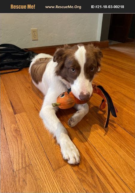 KC Pet Project also performs all animal control operations for <b>Kansas</b> <b>City</b>, MO, through our Animal Services Division. . Border collie rescue kansas city